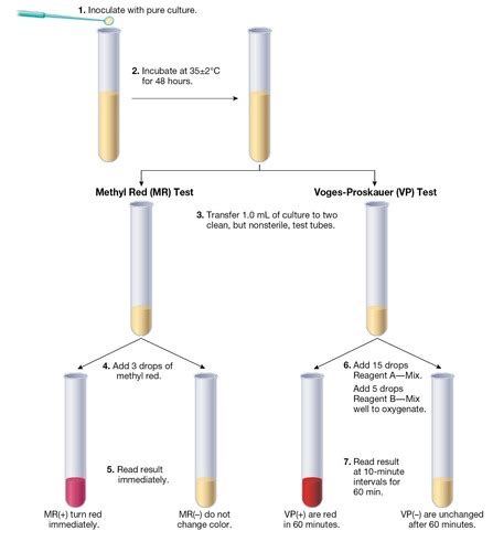 3.17.32 Methyl Red–Voges‐Proskauer (MR‐VP) Tests .